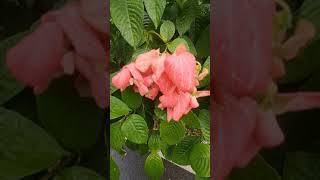 Ashanti Blood Flower, A Species Of Mussaenda//Red Flag Bush //Tropical Dogwood #shorts