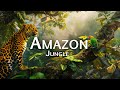 Into the Heart of the Amazon 4k - The World’s Largest Tropical Rainforest | Scenic Relaxation Film
