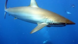 Shark diving with Silky, Dusky and Lemon Sharks open ocean in Florida, USA