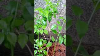 #nithyamalli plant in my garden #garden #shorts