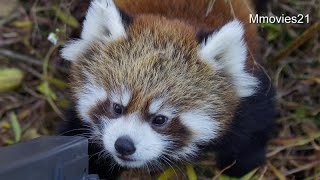 丸太に遊ばれた赤ちゃんレッサーパンダ~Red Panda Baby plays with log