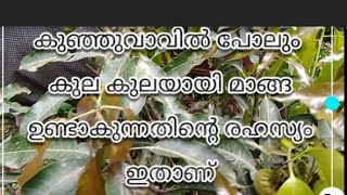 ഒരുതവണയെങ്കിലും കയ്ച്ച കുഞ്ഞുമാവുണ്ടോ വീട്ടുമുറ്റത്ത്? എന്നാലാമാവ് പൂത്തുചിതറി കയ്ക്കാൻ ഇത് ചെയൂ...