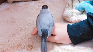 リラックスしすぎて翼が垂れ下がる文鳥  あずき (おまけ付き)  Java sparrow