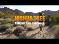 Solo Hiking / Wild Camping in Joshua Tree