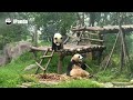 pandas get scared in every way.