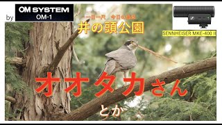 OM-1ムービー・オオタカ オスが巣の仕上げ？・井の頭公園