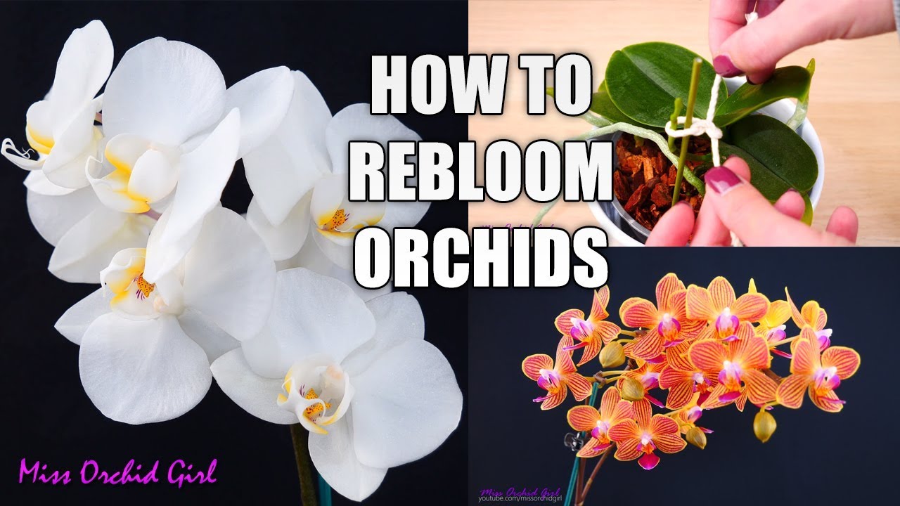 Orchid Care For Beginners - How To Make Phalaenopsis Orchids Rebloom ...