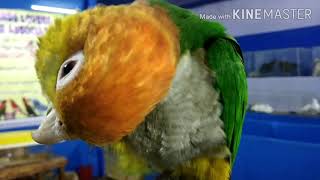 Orange headed Caique Bird in Haldia Mela.