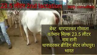 World's best Tharparkar cow Rani with 24 litre milk per day in desi cow