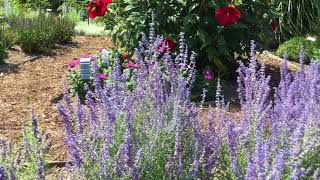 Perovskia 'Denim 'n Lace' Russian Sage | www.gardencrossings.com