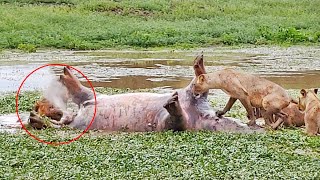 Dead Hippo Farts In Lion's Face!