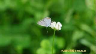 シロツメクサの花の蜜を吸うツバメシジミ