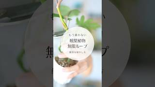 【私がずっと続けていること】観葉植物は増え続けるって知ってますか？#観葉植物 #植物