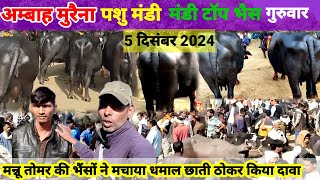 अम्बाह पशु मंडी मुरैना | ambah Pashu Mandi Morena | दुधारू मुर्रा भैंस | murrah buffalo for sale