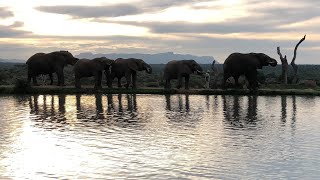 An Abundance of Giraffe \u0026 Elephant at the Waterhole!