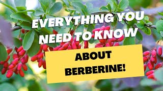 What Is Berberine | When To Take Berberine | Dihydroberberine Vs Berberine |Berberine For Weightloss