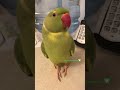 did you just call me a lime ball 😂.. parrot birds pets shorts