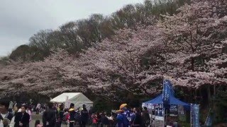 町田さくらまつり2016 @ 町田市芹が谷公園