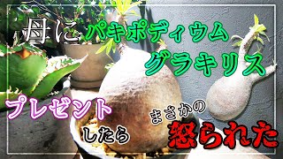 【グラキリス】母の誕生日に●万円超えのパキポディウム グラキリスをプレゼントした結果、まさかの・・・！？