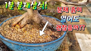 [1분 분재상식] 겨울에 화분 흙이 얼어도 괜찮을까? -새싹분재원TV Sprout Bonsai TV