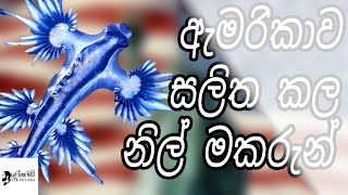 අැමරිකාව සලිත කල නිල් මකරැන් : The America that scared blue dragon