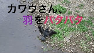 カワウさん、羽をパタパタ