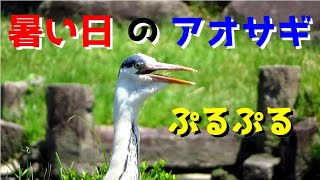 喉が震えるアオサギ Gray heron trembling throat