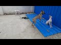 chippiparai dog vs rajapalayam dog video chippi s vlog