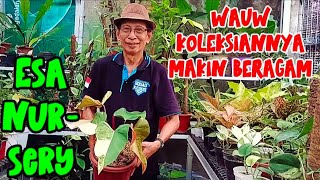 WAUW KOLEKSIANNYA MAKIN BERAGAM‼️SCINDAPSUS AROIDS AGLO ANTHORIUM