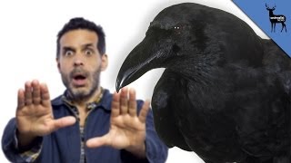Crows Can Actually Hate You