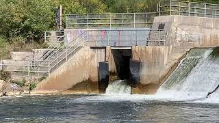 希望港小镇观三文鱼洄游。Port Hope and Atlantic Salmon Migration.