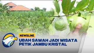 Petani di Lamongan Ubah Sawahnya Jadi Wisata Petik Jambu Kristal