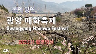 4K High Definition/Gwangyang Maehwa Festival/Spring Flower/Healing Video/Flower Video/Korean scenery