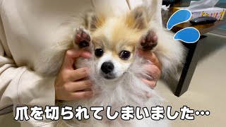 【爪切り初挑戦！？】愛犬のポメラニアンに爪切りをしたらブチ切れられました・・・