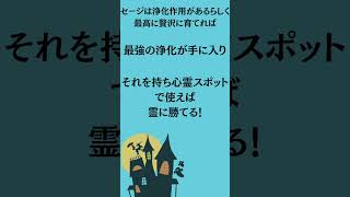 究極のホワイトセージ!ガチプロ農家が本気で浄化草を作る！