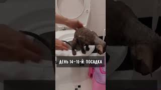 Как приучить кошку к унитазу?