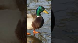 Mallard Walking on ice