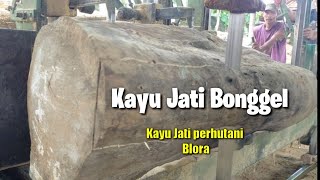 Sawmill.Jati Bonggel Kering,kayu jati perhutani Blora.Indonesian Teak Sawing, Wood working,Teak wood
