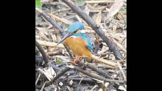 カワセミの鳴き声（捕食の飛び込み前と後）