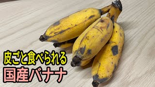 国産の皮ごと食べられるバナナ2種類の紹介！世界で絶滅しかけたバナナが日本で復活！