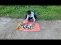 The life of an orphan boy - harvesting pumpkins and melons to sell, a hard life alone