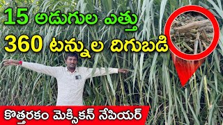 360 టన్నుల దిగుబడి కొత్తరకం మెక్సికన్ నేపియర్ | Mexican Cattle Grass & 18 Varities of Cattle grass