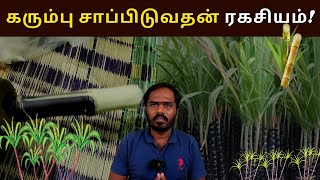 கரும்பு சாப்பிடுவதன் ரகசியம் இதோ..!! sugarcane benefits in tamil