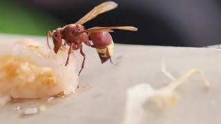 Vespa Orientalis eating a fried calamari