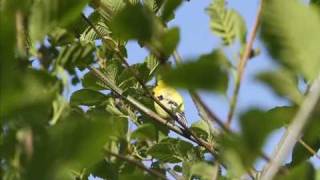 Goldfinch Singing, Part 2