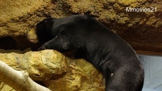 わくわくアジアゾーンの新居で登るマレーグマ　ウメキチ~Malayan Sun Bear