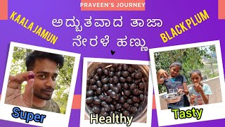 ಅದ್ಬುತವಾದ ತಾಜಾ ನೇರಳೆ ಹಣ್ಣು Fresh Kaala Jamun | Wonder Fruit for Health ಆರೋಗ್ಯಕ್ಕೆ ತುಂಬಾ ಒಳ್ಳೆಯದು