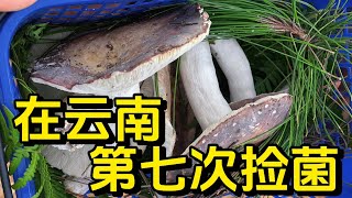 东北阿姨在云南第7次捡菌，这次差点爆筐！