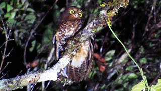 Undescribed 'White-spotted' Cinnabar Boobook Ninox ios