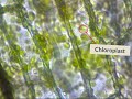 cytoplasmic streaming in elodea